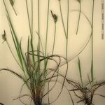 Carex tomentosa Other