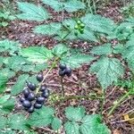 Actaea spicata Elinympäristö