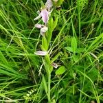 Ophrys apifera Leaf