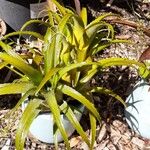 Aechmea recurvata Folha