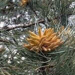 Pinus pinaster Blomma