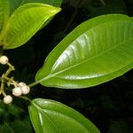 Miconia cooperi Leaf