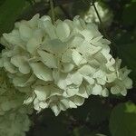 Viburnum macrocephalum Blüte