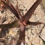 Aloe rupestris Leaf