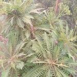 Sonchus canariensis Blatt