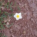 Helianthemum apenninum Flower