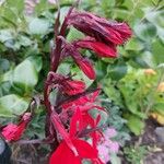 Lobelia cardinalis Kvet
