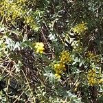 Acacia cultriformis 花