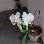 Phalaenopsis amabilisKwiat