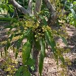Oncidium lineoligerum Voninkazo