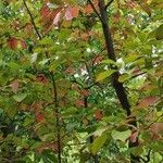 Cinnamomum glanduliferum Hábito
