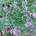 Polygala paniculata Folio