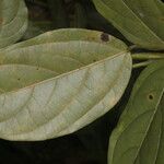 Mucuna mutisiana List