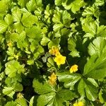 Waldsteinia ternata Diğer