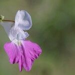 Impatiens balfourii Flower