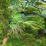 Pteris multifida 葉
