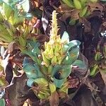 Puya alpestris 花