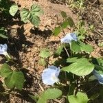 Ipomoea hederacea Blad