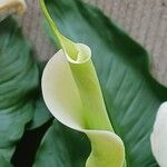 Zantedeschia aethiopica Alia