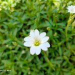 Cerastium alpinum Flower