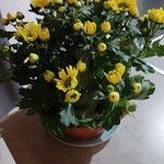 Chrysanthemum indicum പുഷ്പം