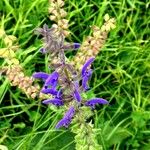 Salvia pratensis Blomst