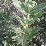 Asclepias eriocarpa Levél