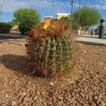 Ferocactus wislizeni Hábito