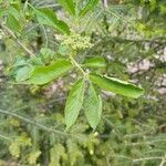 Sambucus canadensis Folla