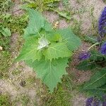 Atriplex hortensis Blad