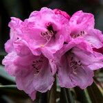 Rhododendron fulvum Floare