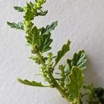 Dysphania pumilio Hoja