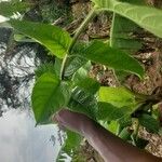 Strophanthus hispidus Blatt