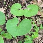 Asarum canadense Fuelha