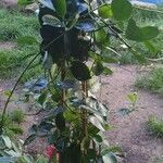 Mandevilla arcuata Hoja