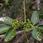 Jasminum didymum Habit