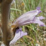 Phelipanche arenaria Blüte
