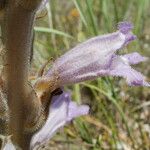 Orobanche arenaria