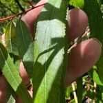 Salix nigra Leaf