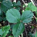 Fragaria × ananassa Blad