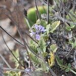 Lavandula minutolii Flower