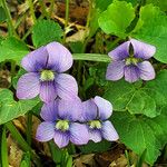 Viola × melissifolia Flower