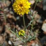 Chaenactis glabriuscula Blomma