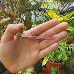 Tillandsia intermedia Кветка