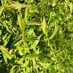 Gratiola officinalis Blatt