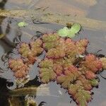 Azolla filiculoides Folha