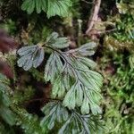 Hymenophyllum tunbrigense Yaprak