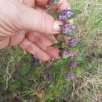 Marsypianthes chamaedrys Flor