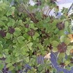 Oxalis tetraphylla 葉