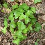 Hepatica nobilis Leaf